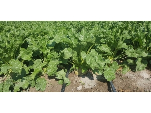 Kayseri Şeker Akıllı Damla Sulama Dönemine Geçiyor