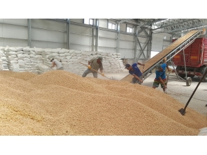 Kayseri Şeker Nohut Ve Mercimek Çiftçisini Sevindirecek