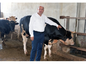 İncefikir: "Türkiye Hayvan Üretiminde Gelişmiş Ülkelerin Gerisinde"