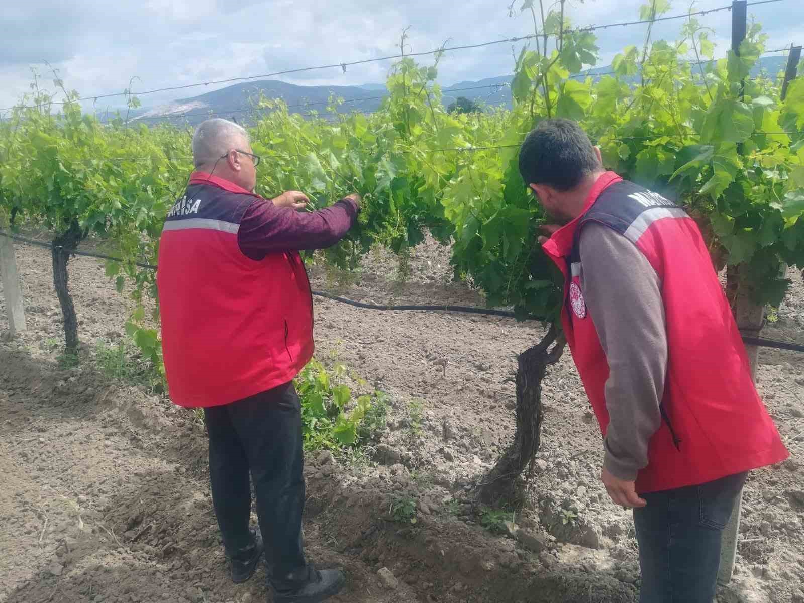 manisa-da-tarim-denetimleri-hiz-kesmiyor