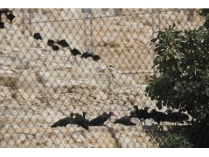 Kelaynaklar İçin Fırat Ve Dicle Havzasında Yeni Yaşam Alanları
