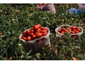 Temmuz Ayının Zam Şampiyonu Domates Oldu