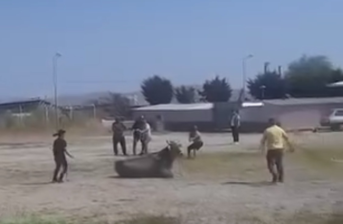 hayvan-pazarindan-kacan-inek-ortaligi-karistirdi