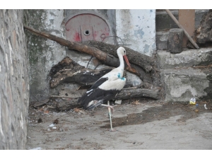Yaralı Leylek Tedavi Altına Alındı