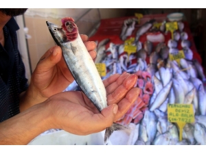 Sezonun İlk Palamutları Yüz Güldürdü