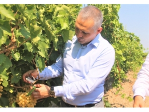 Manisa’da Üzüm Bağlarını Faydalı Böcekler Koruyor