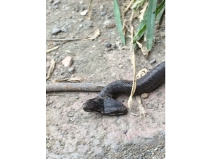 Samsun’da Çift Başlı Yılan Bulundu