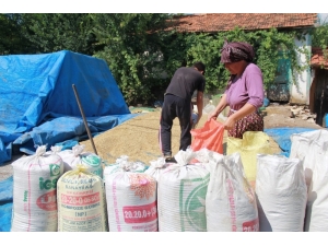 Buğday Ve Arpa Rekoltesinde Yüzde 50 Düşüş