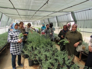 Kilis Lavanta İle Buluşuyor