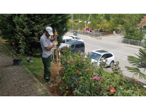 Gültepe Mahallesi Gül Bahçesine Dönüşüyor