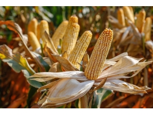 Doğan: "Mısır Fiyatı En Az 95 Kuruş Olmalı"