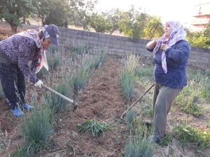 Milas’ta Lavantalar Hasat Ediliyor