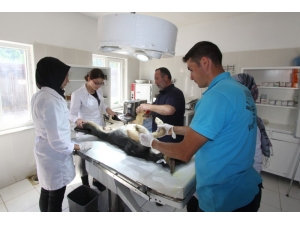 Stajyer Öğrenciler İlk Defa Ameliyat Heyecanı Yaşadı