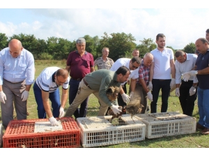 Tekirdağ’da 80 Sülün Doğaya Salındı