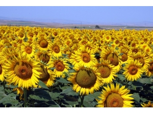 Yozgat’ta Ayçiçeği Ekimi Yaygınlaşıyor