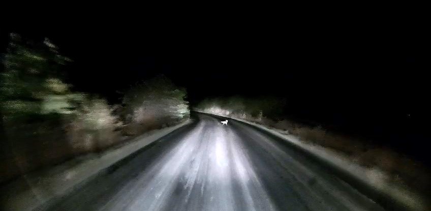 edirne-de-arac-farlarina-yakalanan-tilkinin-kacis-ani-kamerada
