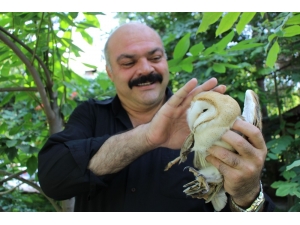Yaralı Baykuş ‘Şampiyon’a Sığındı