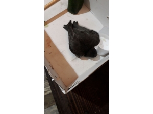 Kanadı Kırılan Hayvanı Veterinere Teslim Etti