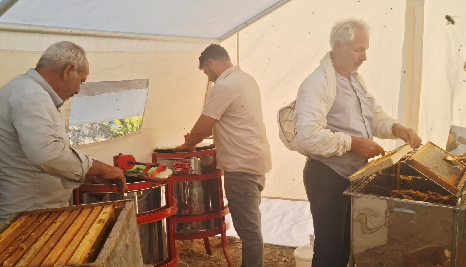 sincik-te-bal-hasadi-basladi