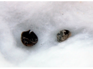 Tarihi Kazıda 3 Bin Yıllık Fındık Bulundu