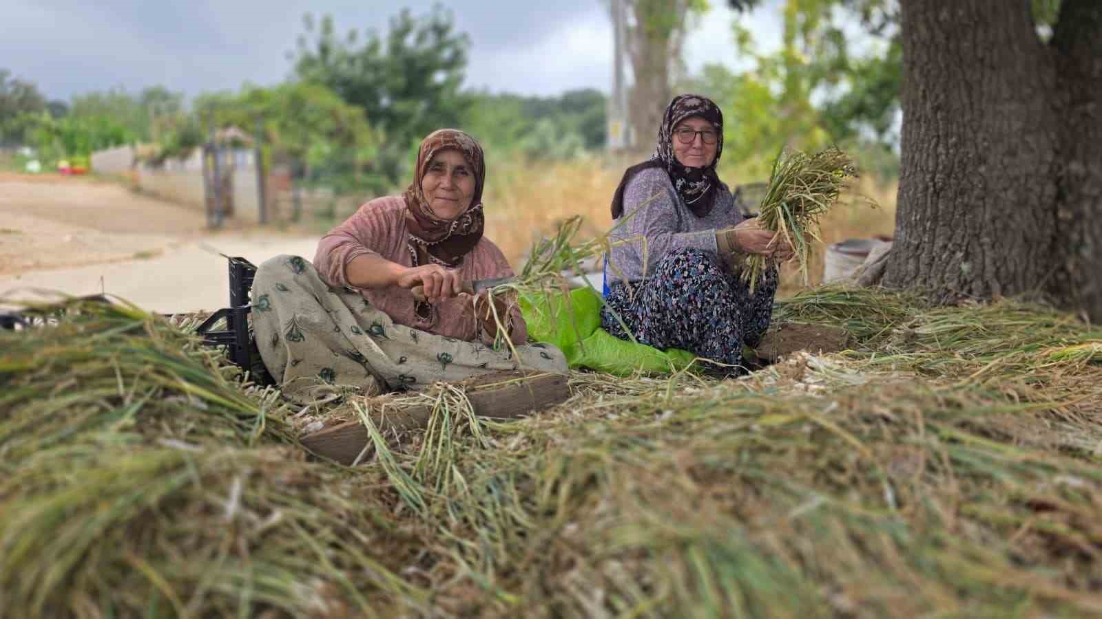 turkiye-nin-pirasa-ambarinda-uretim-mesaisi-suruyor