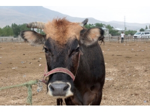 Van’da Kurbanlıklar Görücüye Çıktı