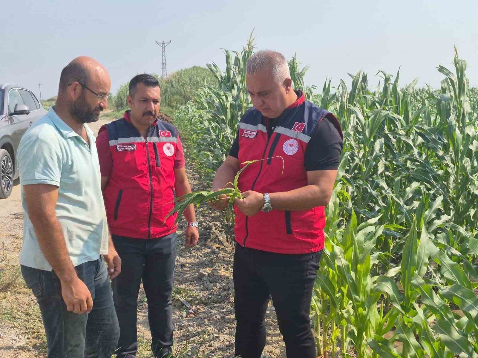 antakya-da-misir-hasadi-devam-ediyor