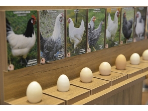 Tavuklar Ve Yumurtaları Sergisi Açıldı