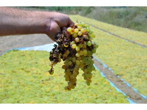 Manisa’da Şiddetli Yağmur Üzümleri Vurdu