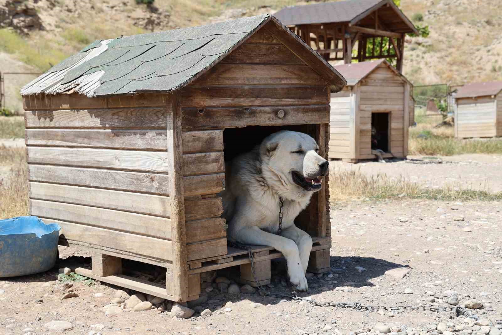 soguk-havaya-gogus-geren-kangal-kopekleri-sicak-yaz-aylarinda-miskinlesiyor