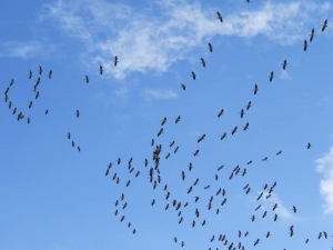 Leyleklerin Erken Göçü İlgiyle İzlendi
