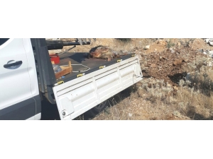 Ölü Caretta Caretta Kıyıya Vurdu