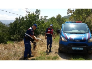 Kanadı Kırık Leyleği Hayata Tutundurmaya Çalıştılar
