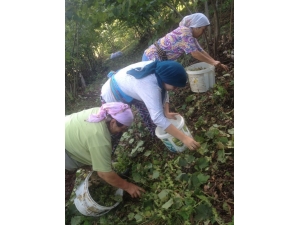 Fındıkçının Kendisi Bahçede, Aklı Fiyatta