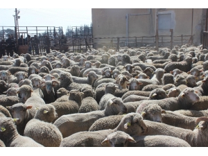 Kurbanlık Hayvan Seçiminde Dikkat Edilmesi Gerekenler