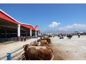 Erzurum’dan Batıya Kurban Sevkiyatı Başladı