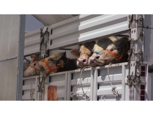 Batı’ya Kurban Sevkiyatı Başladı