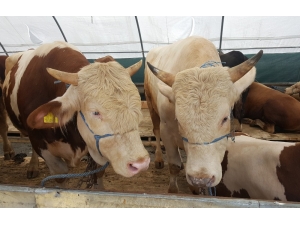 İstanbul’a Gelen Kurbanlıkların Satışı Başladı