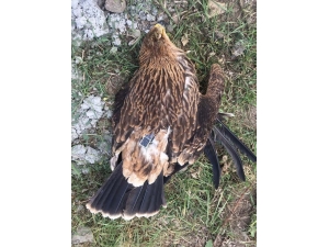 Verici İle Takip Edilen Kartal Ölü Bulundu