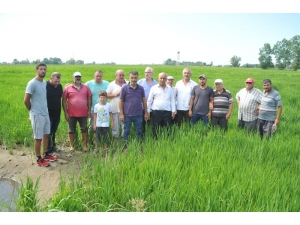Bafra Ovası’nda Çeltik Tarlaları Susuzluktan Kurumaya Başladı