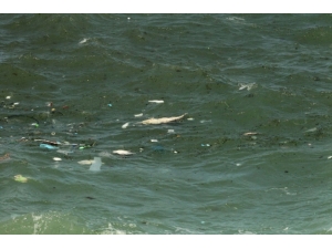 Kıyıköy’de İki Ölü Yunus Bulundu