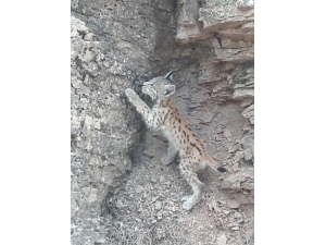 Koruma Altındaki Vaşak, Bu Kez Bingöl’de Görüntülendi