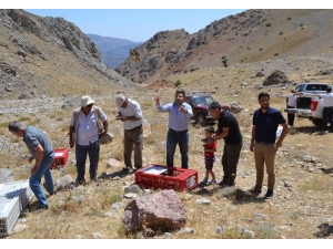 Nurhak’ta Bin 500 Keklik Doğaya Kanat Çırptı