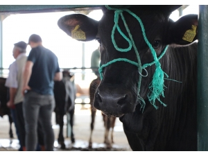 Hayvancılar Kurbanlıklara İlgiden Memnun Değil
