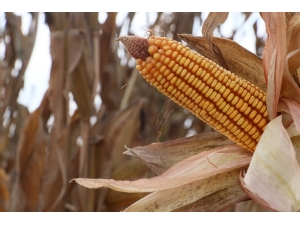 Türkiye’nin Mısır Üretiminde 1. Sırada Yer Alan Adana’da Hasat Başladı