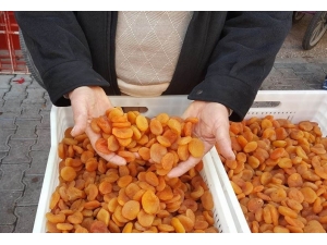 Kayısıya Sıkı Takip