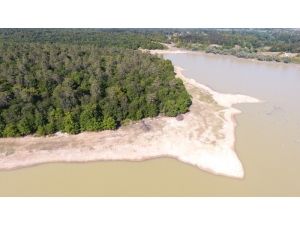 Sinop’ta Onlarca Yelkovan Kuşu Telef Oldu