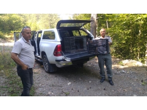 Dikenli Telde Yaralanan Şahin Tedavi Sonrası Doğaya Salındı