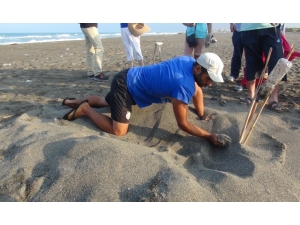Hatay’da Yavru Caretta Carettalar Denizle Buluştu