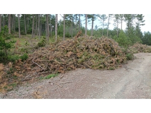 Orman Atıklarından Enerji Üretiliyor